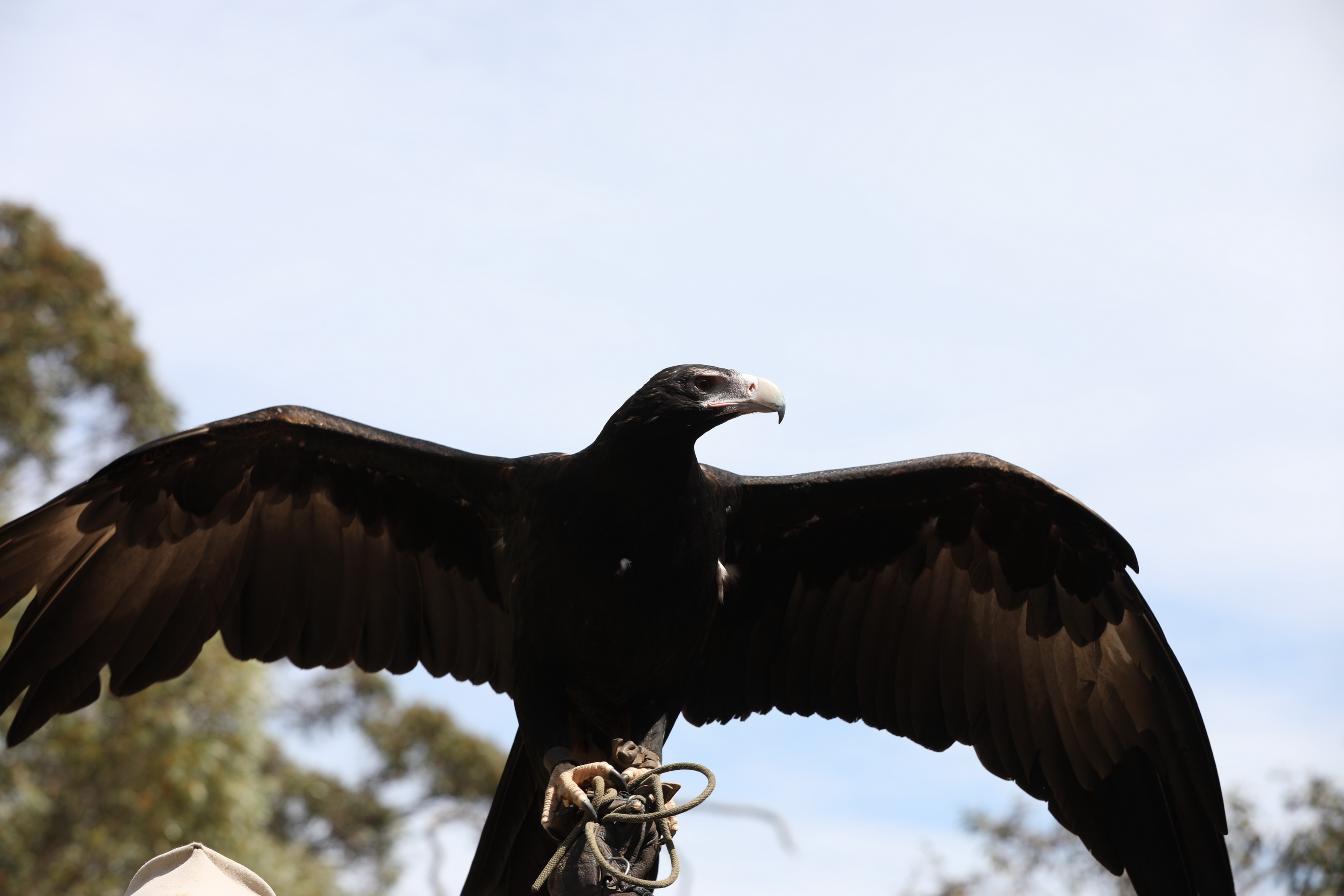 Viele Vögel, eigene Gerüche und ein summendes Bienennest